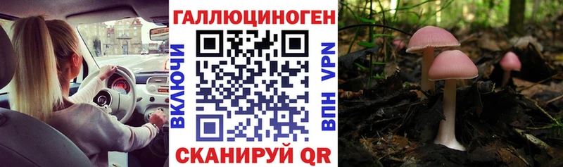 Купить закладки  Дедовск  Псилоцибиновые грибы MAGIC MUSHROOMS 